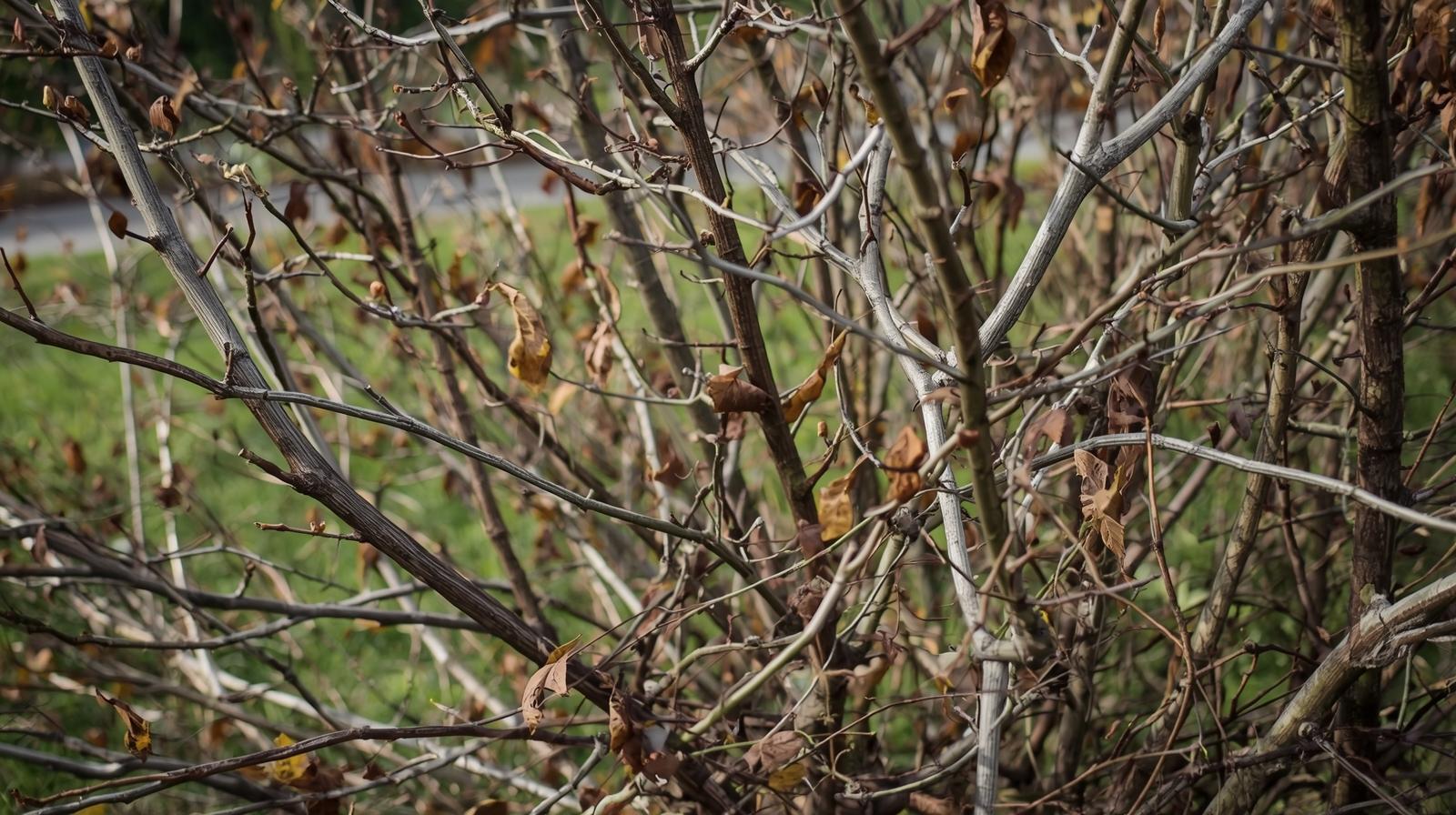Professional Shrub Trimming