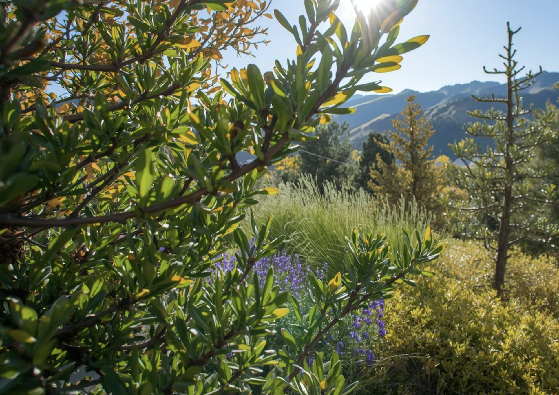 Tree and shrub care with healthy landscape plants