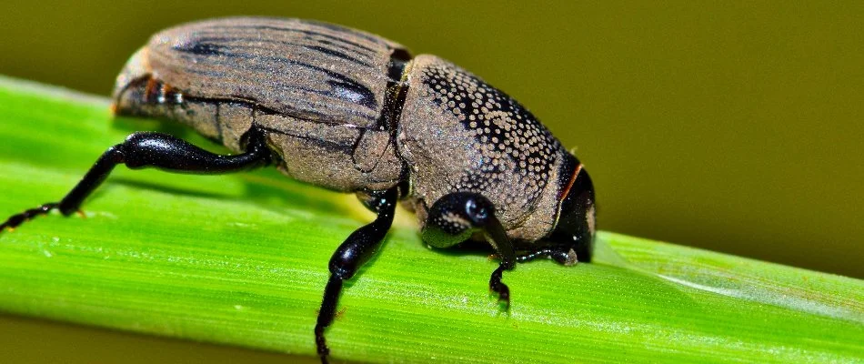 Billbug on a blade of grass in Denver, CO.