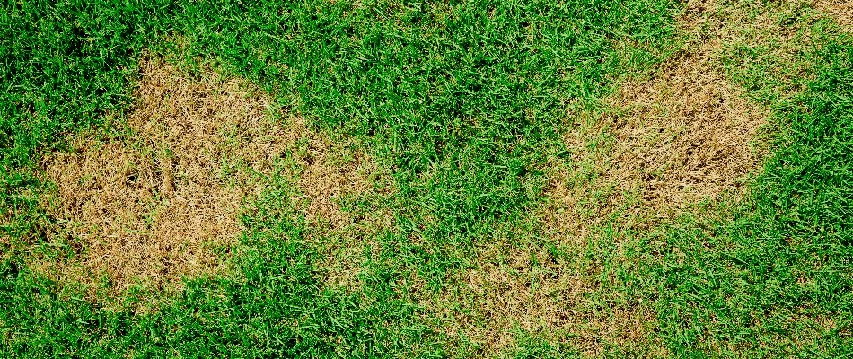 Brown patches on a lawn from a lawn disease on a property in Denver, CO.