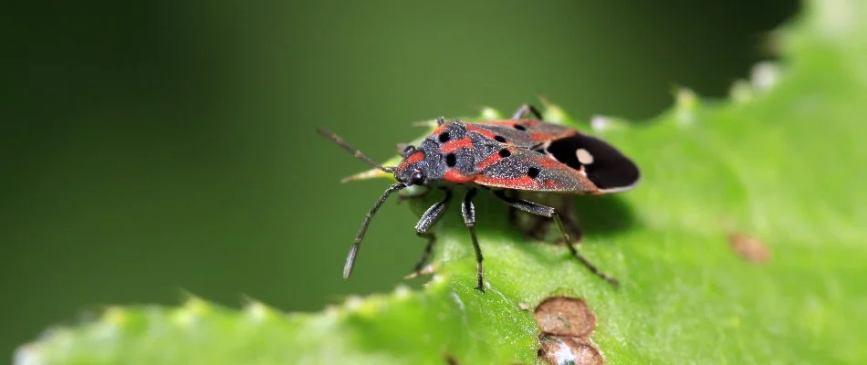 Chinch bug chewing a damaged leaf in Denver, CO.