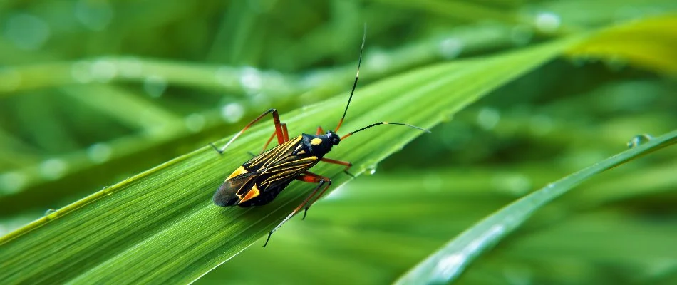 Chinch bug on a grass blade in Denver, CO.