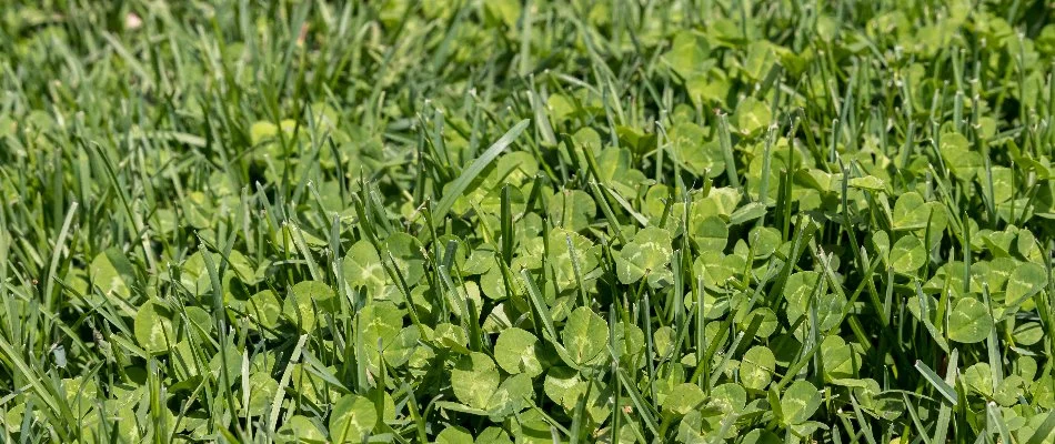 Lawn in Denver, CO, with clover weeds.