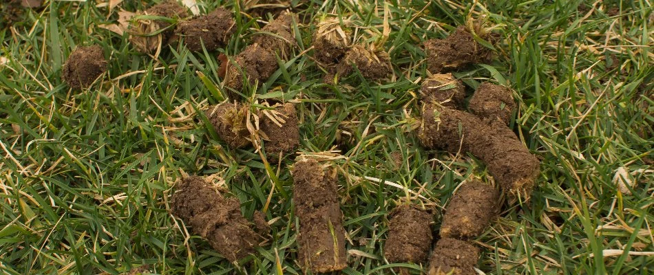 Clumps of soil on a lawn in Denver, CO, after aeration.