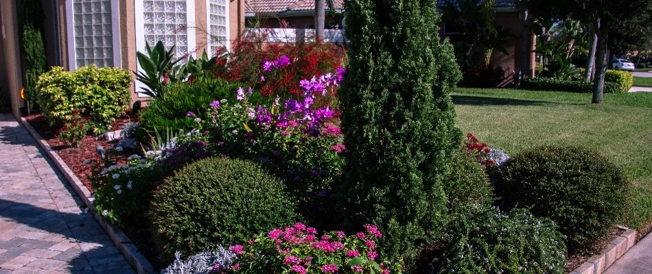 Plants in a landscape bed with purple flowers in Denver, CO.