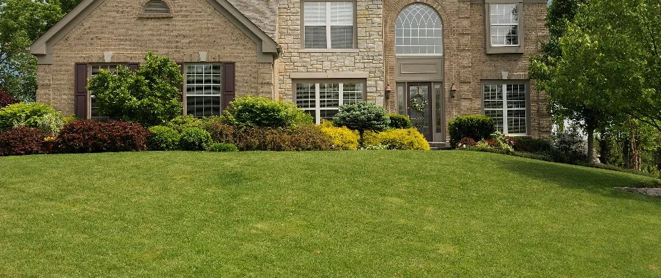 Healthy grass and lush shrubs on a residential property in Lakewood, CO.