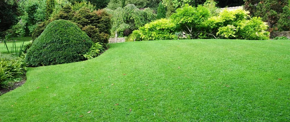 Healthy grass in Denver, CO, with thick shrubs.