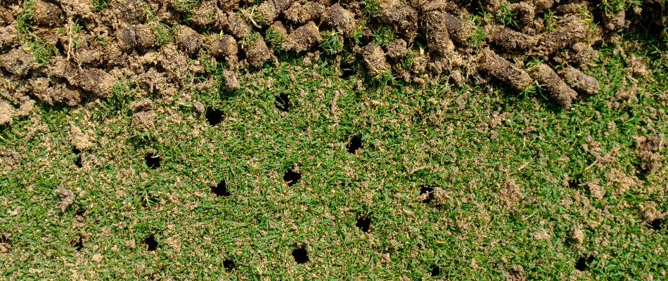 Holes and soil plugs on a lawn in Denver, CO.