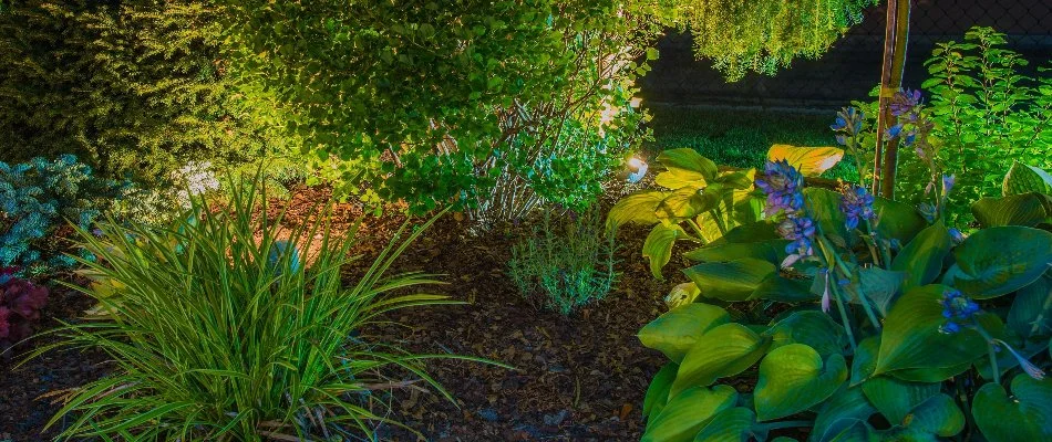 Landscape bed in Denver, CO, with plants and outdoor lighting.