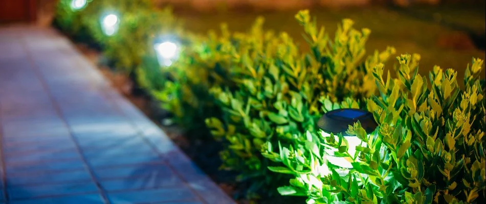 Landscape lighting in plants along a walkway in Denver, CO.