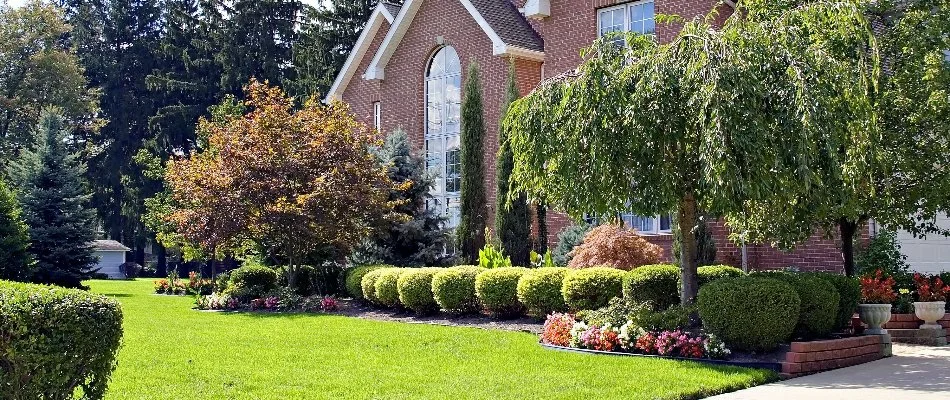 Trees and shrubs looking neat and manicured in front of a home in Denver, CO.