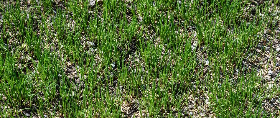 Patchy areas on a lawn in Denver, CO, with grass seeds.