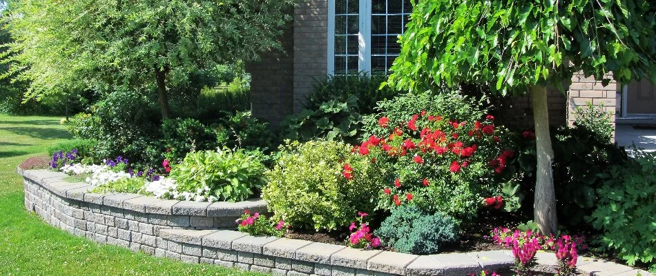 Plants with red flowers in a landscape bed in front of a home in Denver, CO.