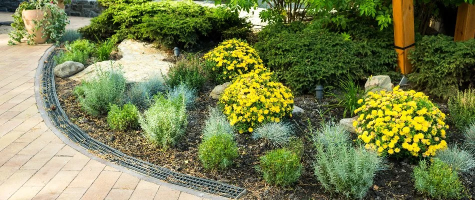 Yellow flowers on shrubs on a property in Denver, CO.