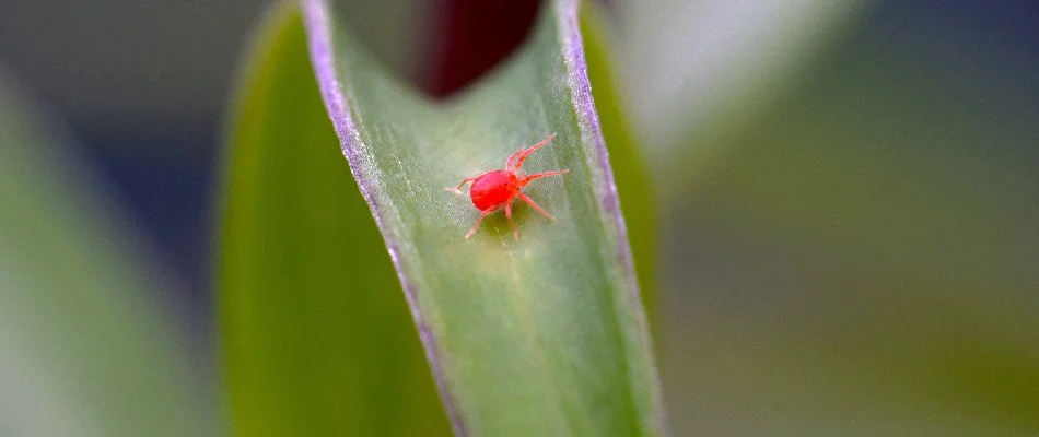 Red clover mite on a blade of grass in Denver, CO.