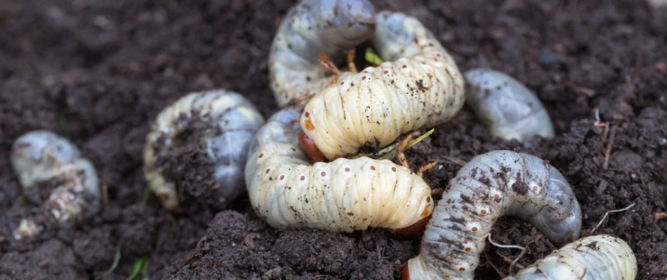 Grubs curled up on the soil in Denver, CO.