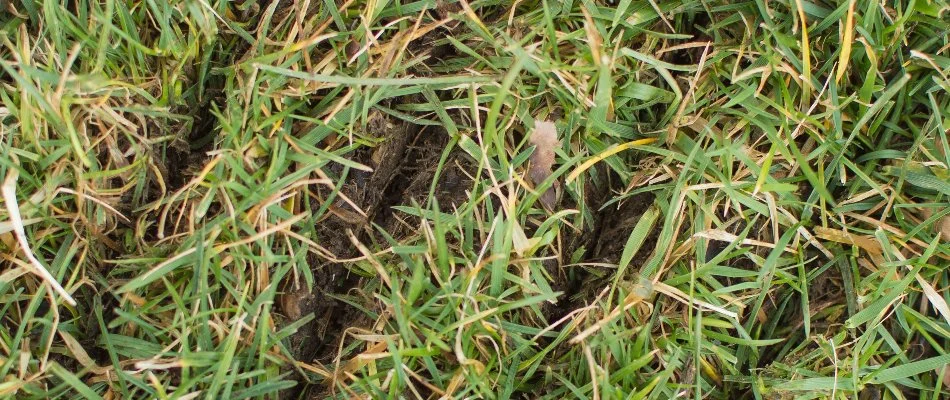 Slits on a lawn in Denver, CO, for slit seeding.