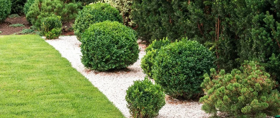 Small, green shrubs in a rock landscape in Boulder, CO.