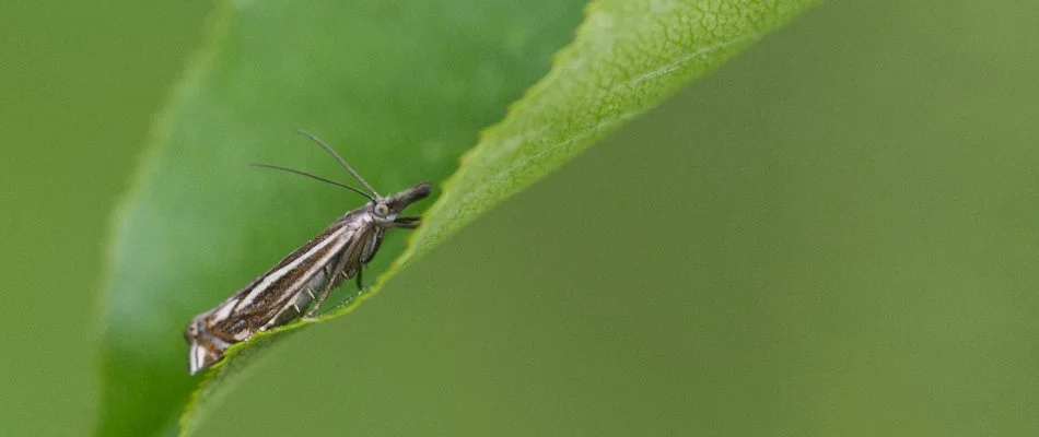 Sod webworm feeding on a leaf in Denver, CO.