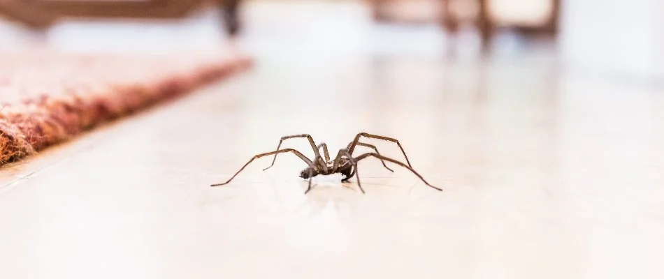 Spider inside of a home in Denver, CO.