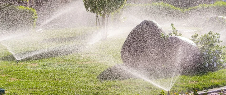 Sprinkler heads watering a lawn in Lakewood, CO, with plants.