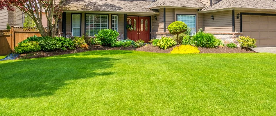 Sun shining on a fertilized green lawn in Denver, CO.