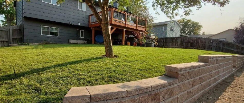 Tree on a dense green lawn in Denver, CO.