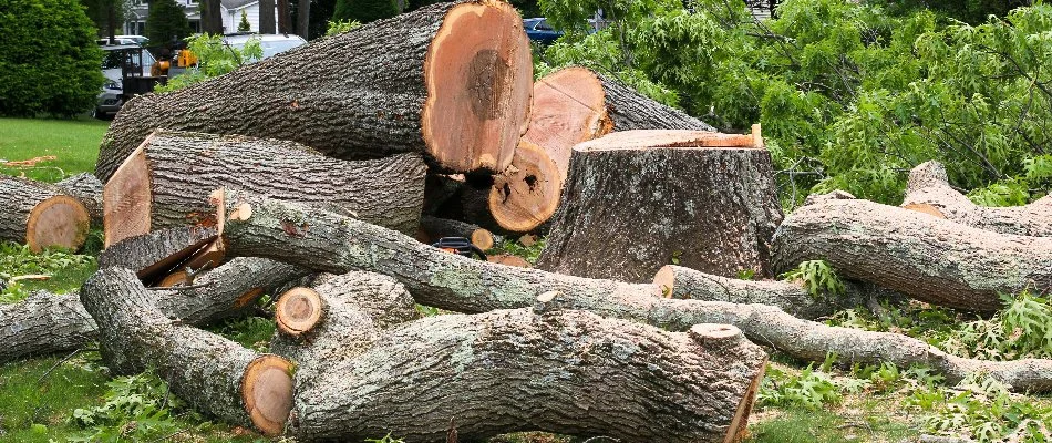 Pieces of a tree during removal on a property in Denver, CO.