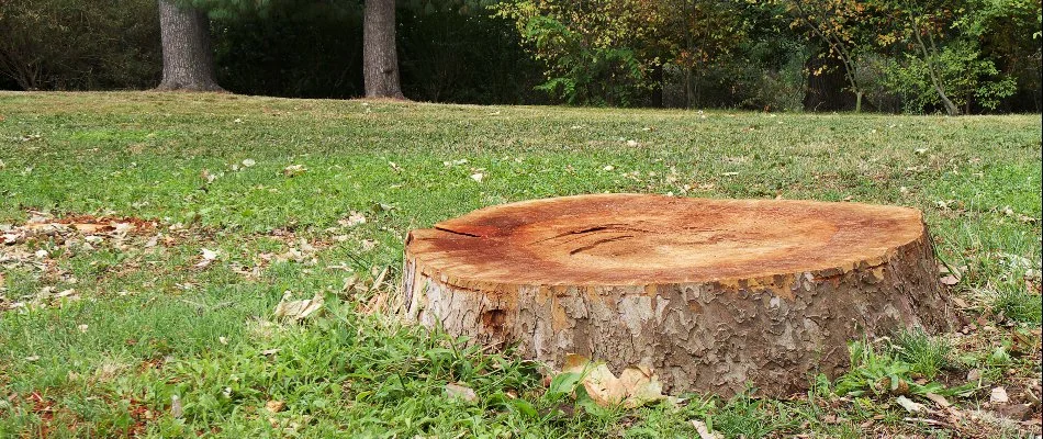 Stump on the ground on a property in Denver, CO.