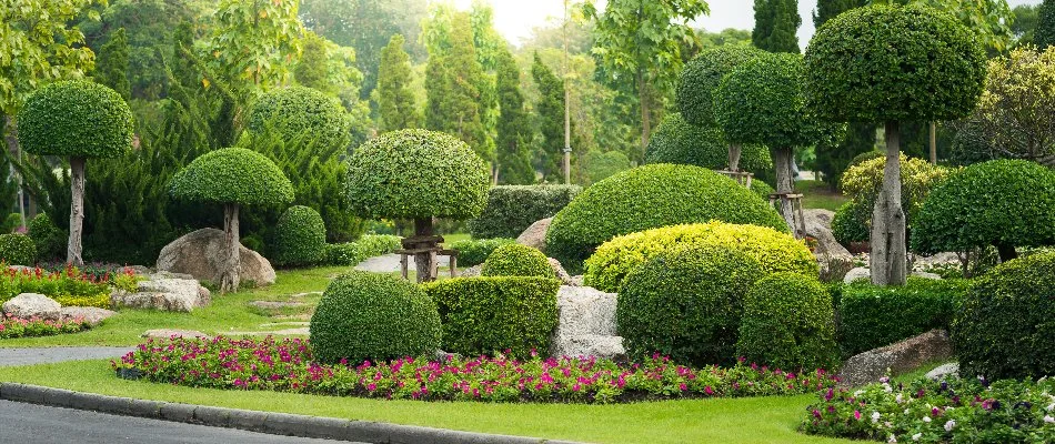 Nicely trimmed plants on a property in Denver, CO.