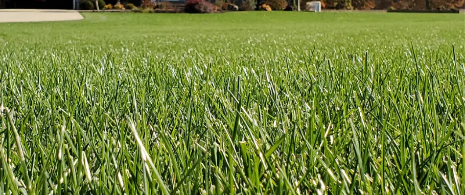 Dense green grass in Denver, CO.