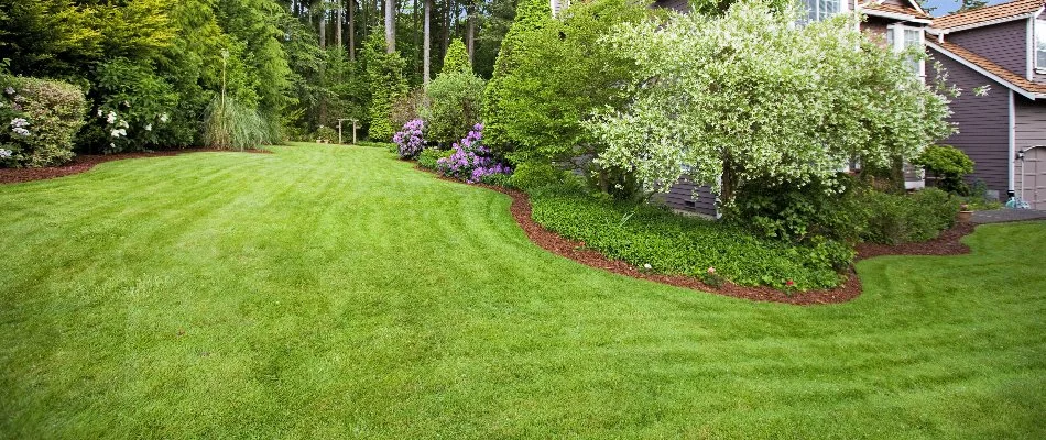 Weed-free lawn with landscape bed to the side with mulch in Denver, CO.