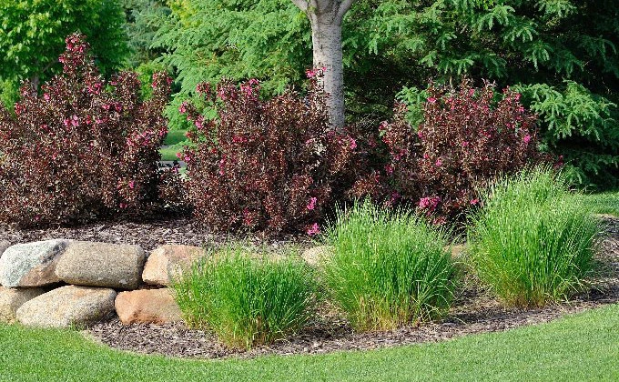 Landscape bed atop stone wall with shrubs and tree in Denver, CO.