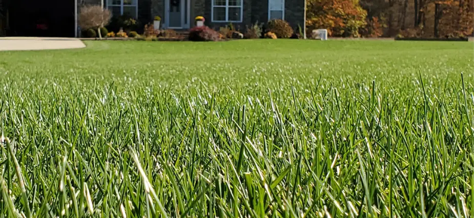 Lush green lawn with grass in front yard in Denver, CO.