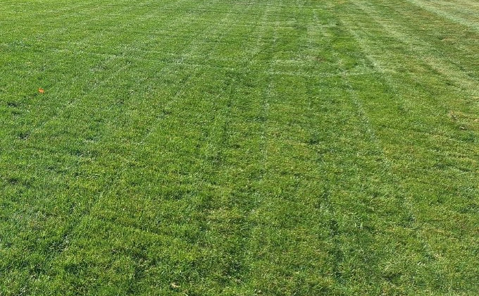 Thick grass in Lakewood, CO yard that has been fertilized.